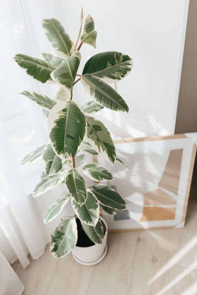 Get Rid of Fragrance in Your Home With Air Purifying Plants