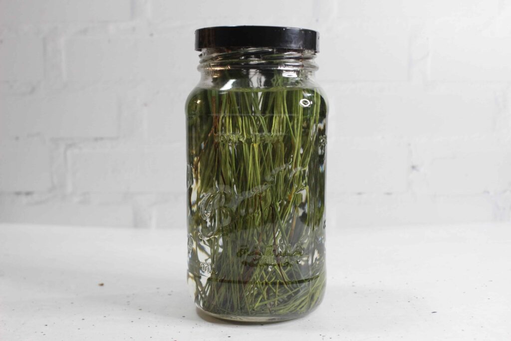 pine needles steeping in a jar of water